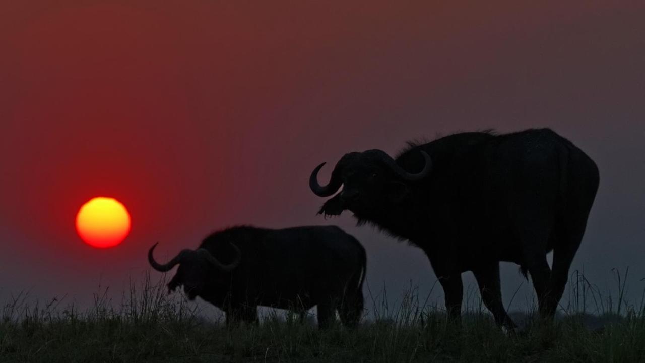 Chobe Marina Lodge Kasane Luaran gambar