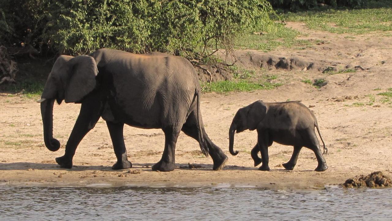 Chobe Marina Lodge Kasane Luaran gambar