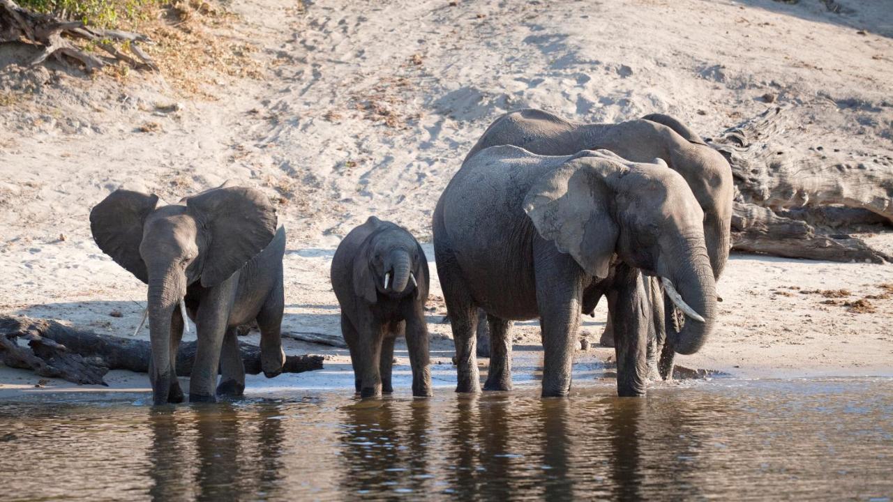 Chobe Marina Lodge Kasane Luaran gambar