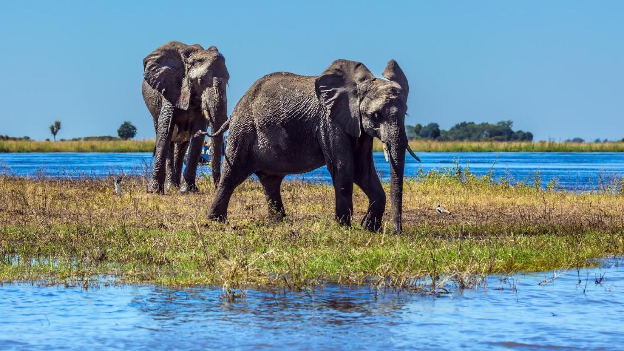 Chobe Marina Lodge Kasane Luaran gambar