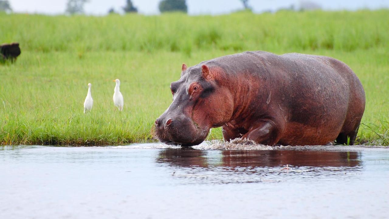 Chobe Marina Lodge Kasane Luaran gambar