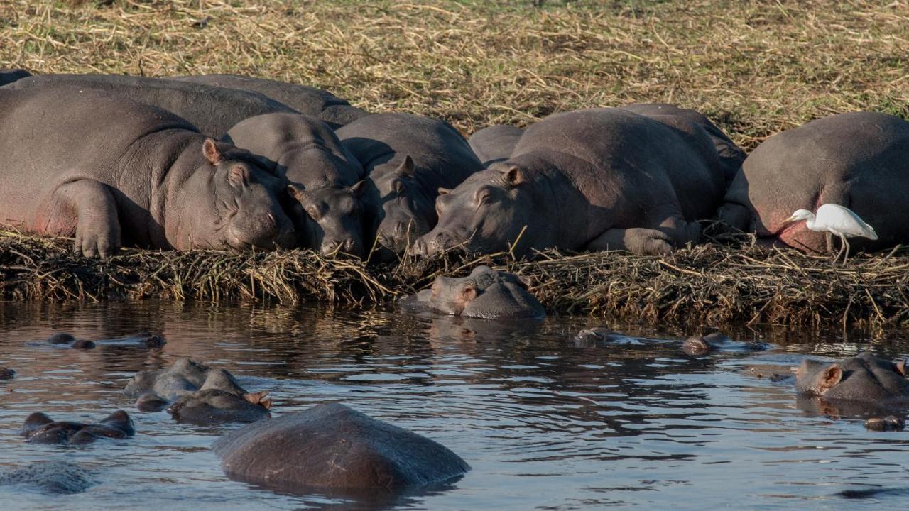 Chobe Marina Lodge Kasane Luaran gambar