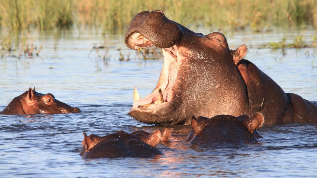 Chobe Marina Lodge Kasane Luaran gambar